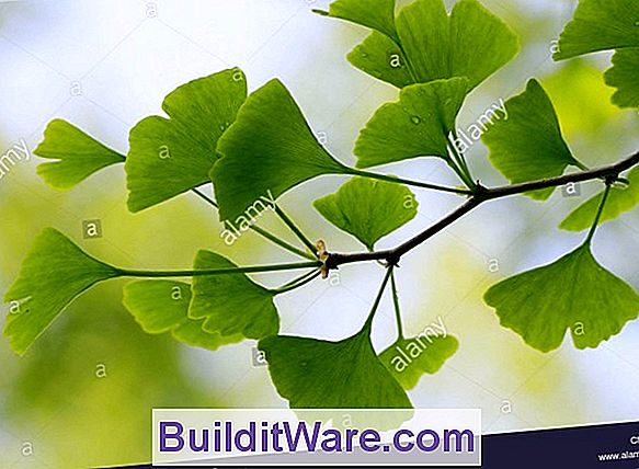 Ginkgo Biloba - Maidenhair Baum