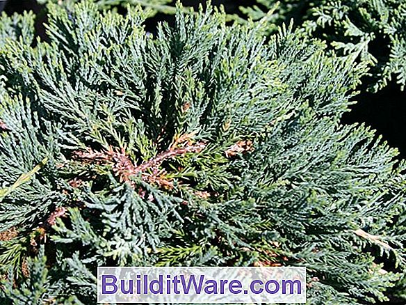 Juniperus Horizontalis - Kriechender Wacholder