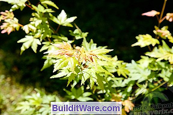 Philodendron-Insekten
