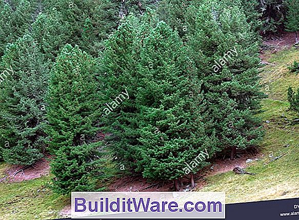 Pinus Cembra - Arolla-Kiefer, Schweizer Pinie