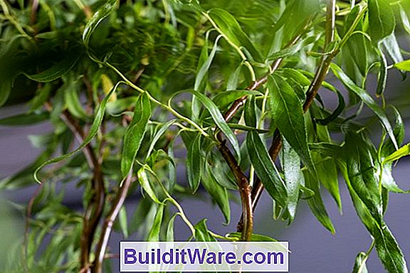 Salix Matsudana 'Tortuosa' - Korkenzieher-Weide