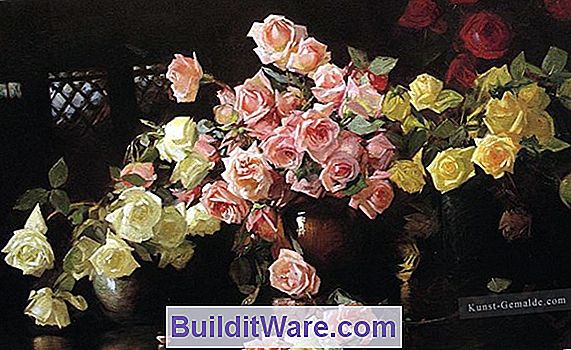 Roses Auswählen & Kaufen