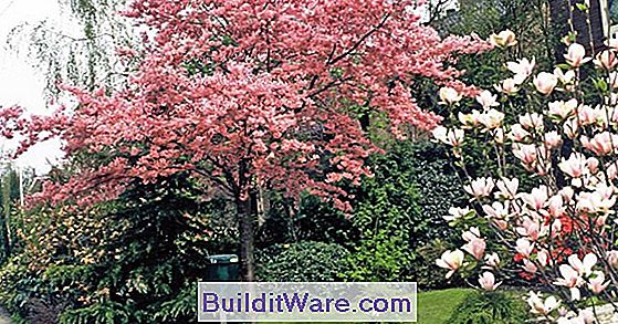 Syringa Reticulata - Japanische Baum-Flieder