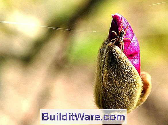 Tulpe Insekten