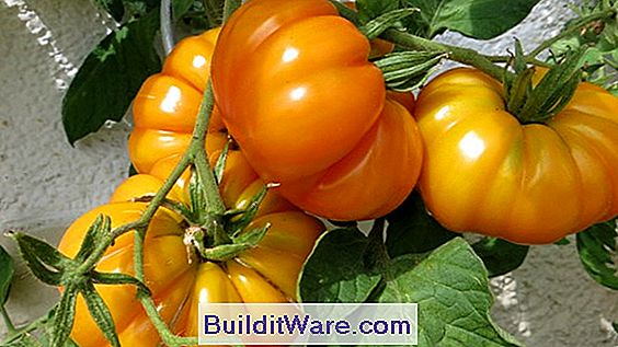 Wie Man Heirloom-Tomaten Anbaut