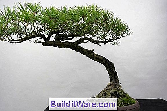 Pinus Densiflora - Japon Kırmızı Çam