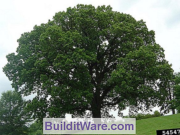 Quercus Macrocarpa - Bur Meşe