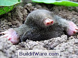 Schädlingsbekämpfung: Mäuse und Maulwürfe