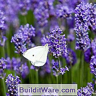 Schmetterling auf Lavendelanlage