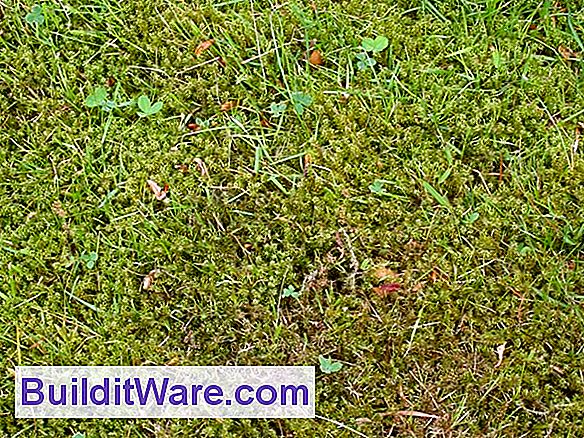 Green' Dit græsplæne med tørke-tolerante græs