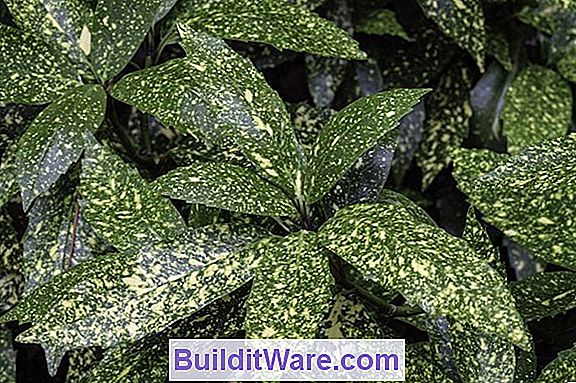 Aucuba Japonica - Goldstaub-Pflanze