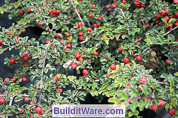 Cotoneaster Apiculata - Cranberry Cotoneaster