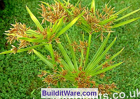 Cyperus Alternifolia - Umbrella Pflanze