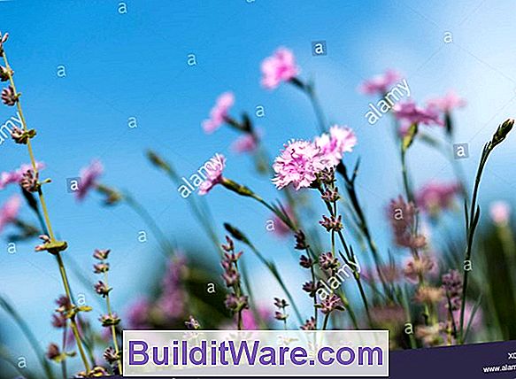 Dianthus Plumerius - Cottage Pink, Grass Pink