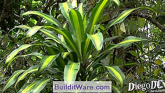 Dracena - Maispflanze, Dragon Tree, Ribbon Pflanze