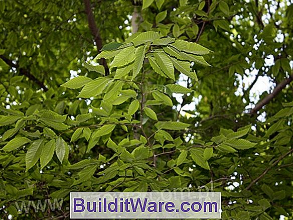 Fagus Grandiflora - Amerikanische Buche