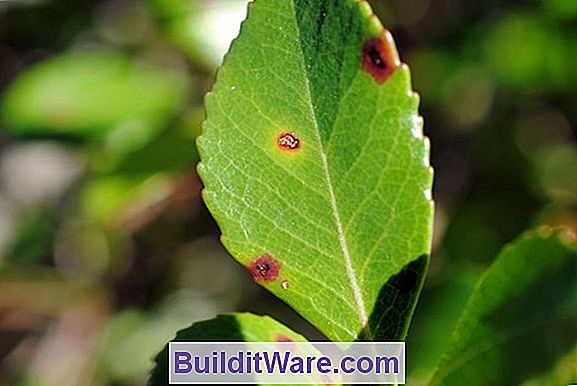 Hawthorn Leaf Blight