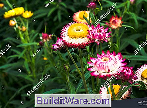 Helichrysum Bracteatum - Straw Flower, Everlasting Flower