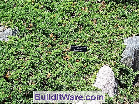 Juniperus Procumbens - Japansk Have Juniper