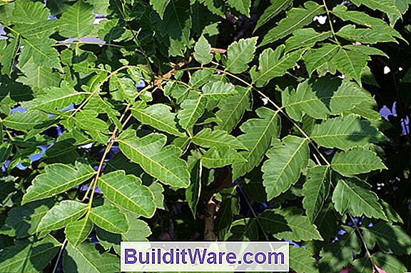 Koelreuteria Paniculata - Goldenraintree