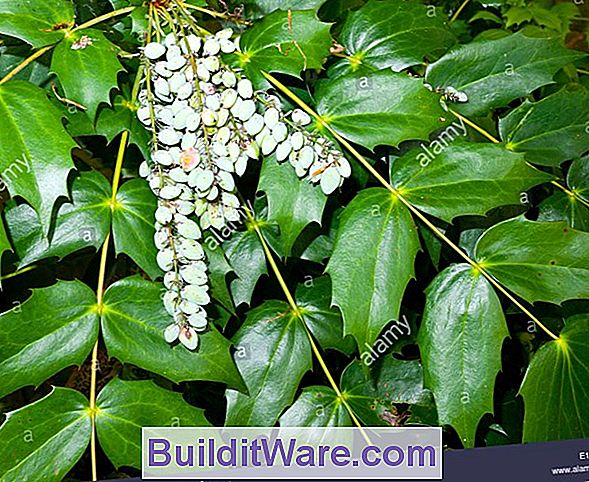 Mahonia Aquifolium - Oregon Grape, Oregon Holly