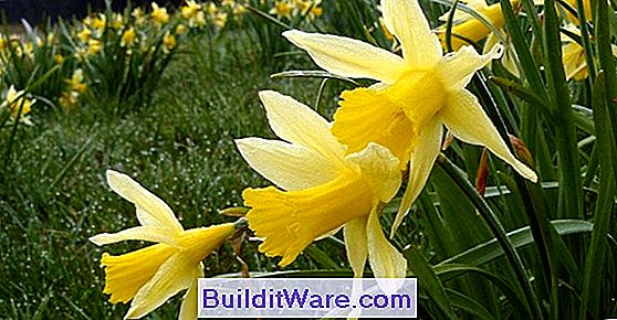 Narcissus Påskelilje