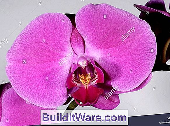 Phaleanopsis-Moth Orchid