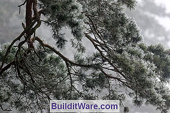 Pinus Insekter