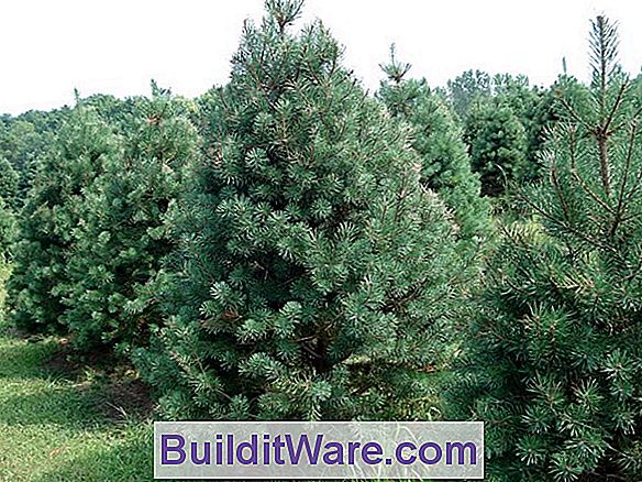 Pinus Sylvestris - Scotch Pine