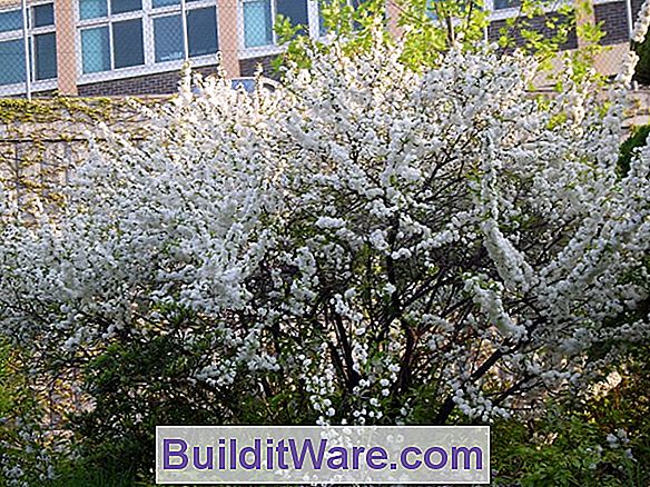 Prunus Glandulosa - Zwergblühende Mandel