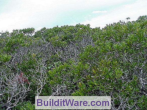 Prunus Maritima - Strand-Pflaume