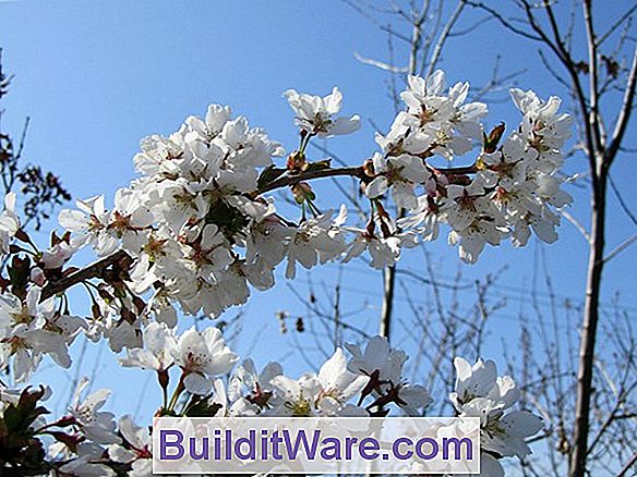 Prunus Yedoensis - Yoshino Cherry