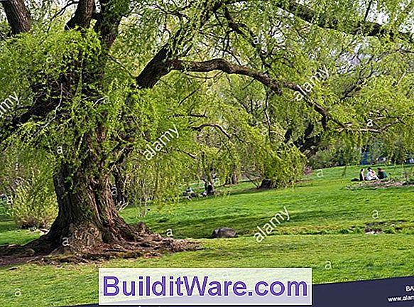 Salix Blanda - Wisconsin Ağlayan Söğüt