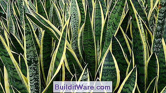 Sanseveria - Snake Plant, Mother'S'S Tongue