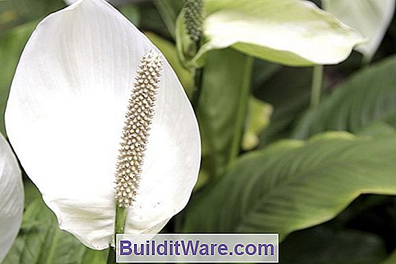 Spathiphyllum - Hvid Anthurium, Fred Lily, Hvid Flag