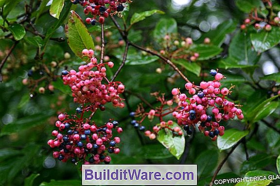 Viburnum Cassinoides - Vildt, Appalachian Tea