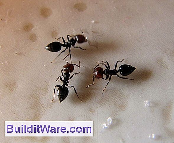 Black Flag® Spray wird von Ameisen befreit - und gruselige Crawler