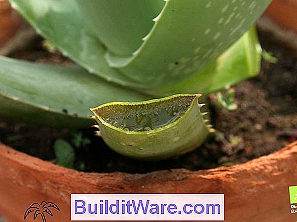 Aloe - Medizinpflanze