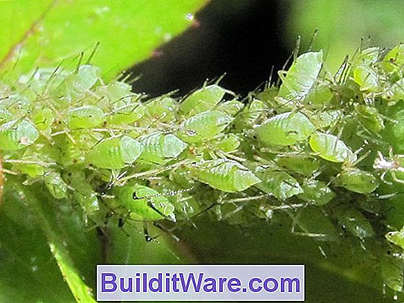 Blattläuse Auf Zimmerpflanzen