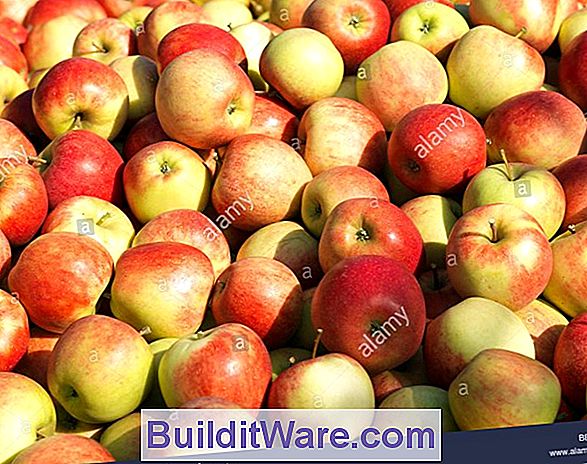 Äpfel - Erntezeit