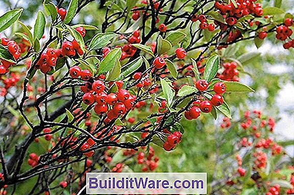 Aronia Arbutifolia - Rote Chokeberry