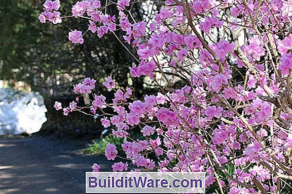 Azalee / Rhododendron - Winterschutz
