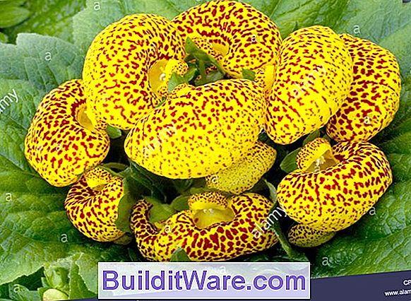 Calceolaria Herbeohybrida - Taschenbuch Pflanze, Slipperwort