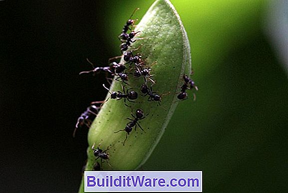 Calceolaria Insekten