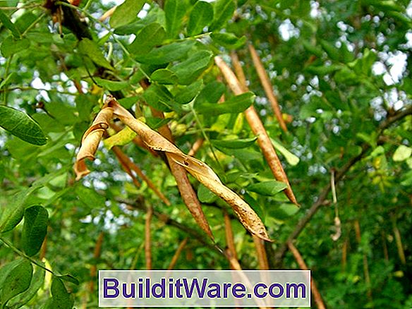 Caragana Arborescens - Erbsenstrauch, Sibirischer Erbsenstrauch