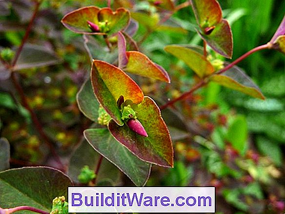 Euphorbia Insekten
