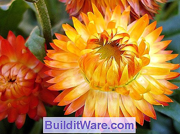 Helichrysum Bracteatum - Strohblume, Ewig Blume