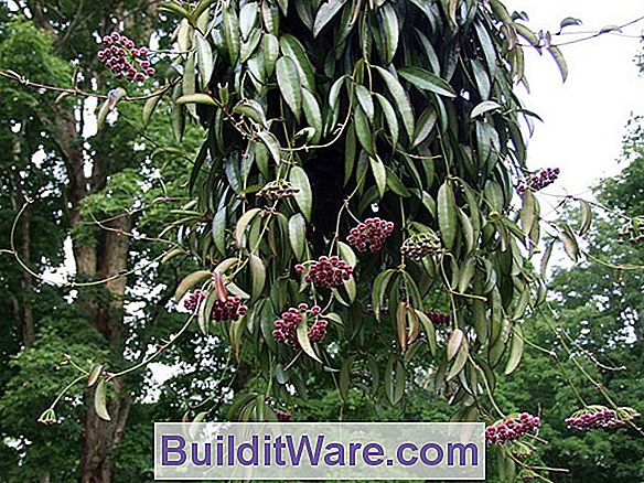 Hoya Carnosa - Wachspflanze