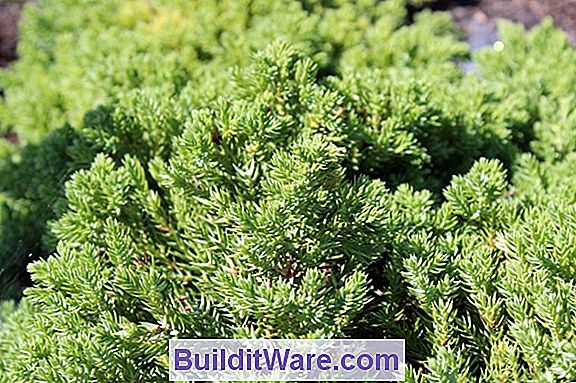 Juniperus Procumbens - Japanischer Garten Wacholder