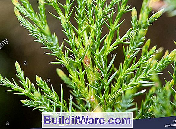 Juniperus Sabina - Savin Wacholder